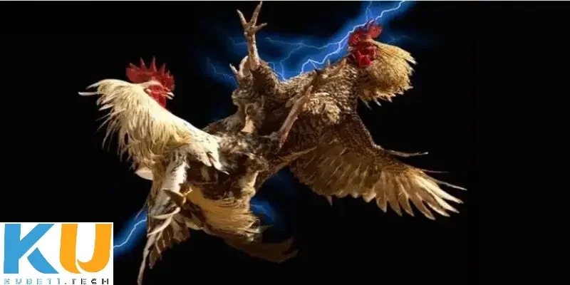 Cách chơi đá gà trên mạng uy tín tại Kubet Cách chơi đá gà trên mạng uy tín - Mẹo đá gà để tăng cơ hội chiến thắng