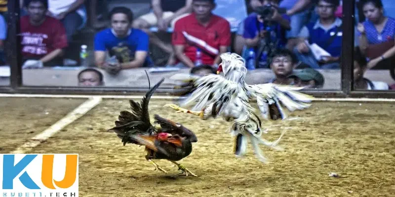 Cách chơi đá gà trên mạng uy tín tại Kubet Khám phá cách chơi đá gà trên mạng uy tín là gì