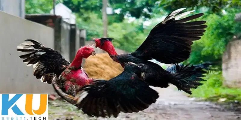 Đá gà cựa dao kinh điển Kubet - Bí quyết chọi gà hoàn hảo Kinh nghiệm chọn kèo đá gà cựa dao kinh điển để luôn giành chiến thắng